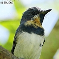 Juvenile Leaden Flycatcher in Lake St (North Cairns Reserve) ナマリヒラハシ<br />Canon EOS 7D MK2 + EF400 F5.6